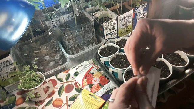 ОБИЛЬНО ЦВЕТУЩИЕ ЦВЕТЫ ДЛЯ БАЛКОННЫХ ЯЩИКОВ,ПОДВЕСНЫХ КОРЗИН,СМЕШАННЫЕ ПОСАДКИ ЦВЕТОВ смотреть онлайн