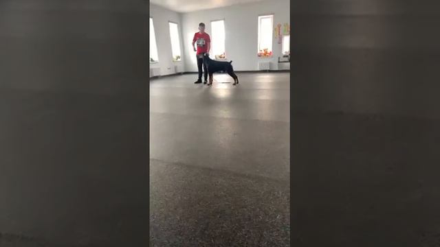 Берг Лунный Страж ( смотреть онлайн
