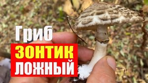 Гриб Зонтик Чешуйчатый Ложный (Лепиота). Справочник грибника