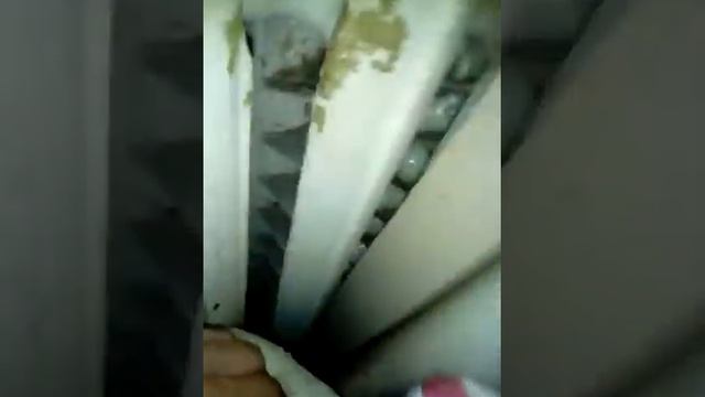 Охота на клопов в общаге