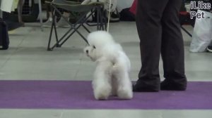 Бишон фризе  на ilikepet. Особенности породы, уход.