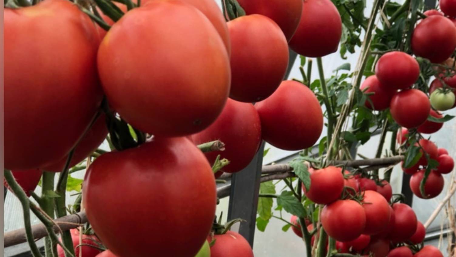 6 урожайных томатов для ленивых для улицы смотреть онлайн