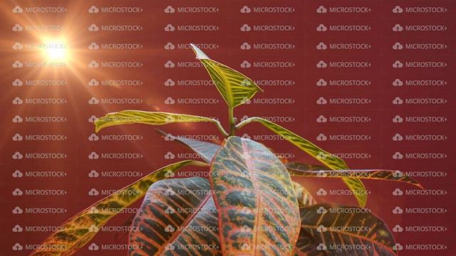 Time lapse of codiaeum plant growing. Raise up leaves to the sun. Evolution concept. Magic spring смотреть онлайн