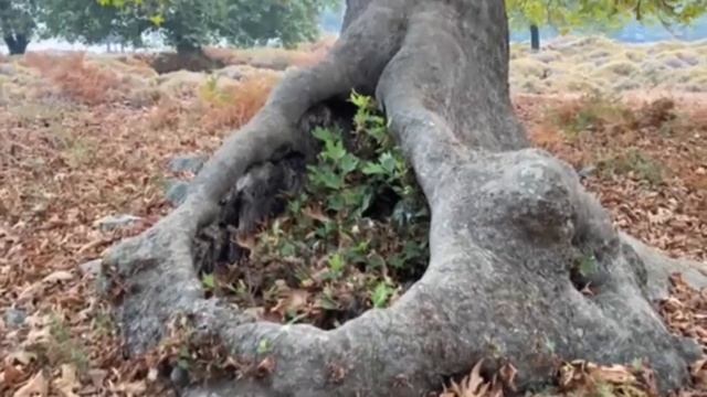 ПЛАТАНЫ ВЕКОВЫЕ ВАС УДИВЯТ! ГРЕЦИЯ САМОФРАКИ! смотреть онлайн