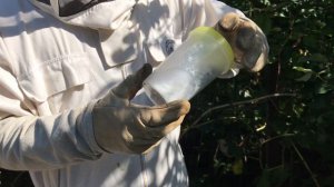 ЭФФЕКТИВНЫЙ ТЕСТ НА ЗАКЛЕЩЕННОСТЬ ПЧЕЛ / ВАРРОАТОЗ ПЧЕЛ ДИАГНОСТИКА