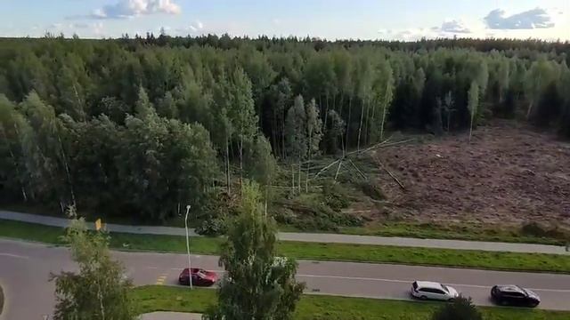 Video Вырубка леса 04 09 2021 смотреть онлайн