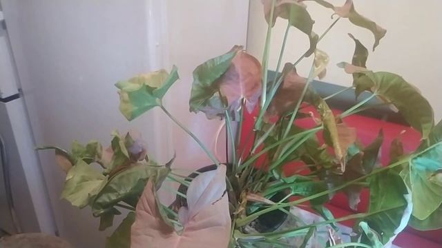 Сингониум неон пинк розовый neon pink смотреть онлайн