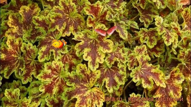 Гейхерелла гибридная Солар Пауэр (solar Power) ? обзор: как сажать, рассада гейхереллы Солар Пауэр