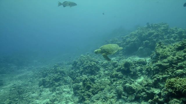 Is the Great Barrier Reef really dead? смотреть онлайн