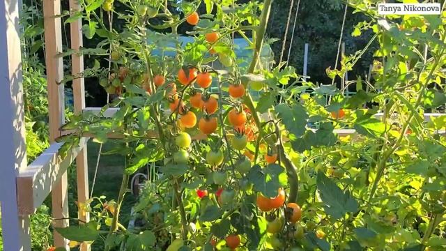 Крупные ЧЕРРИ САН ЩУГАР (Sun Sugar cherry tomatoes) кисти ломятся от помидор ? смотреть онлайн