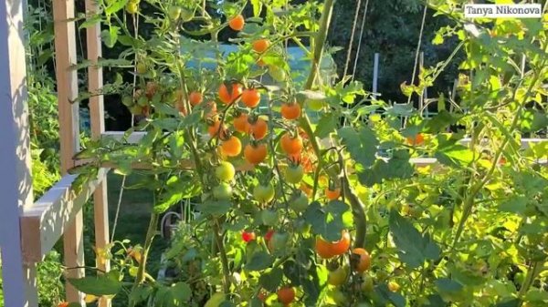 Крупные ЧЕРРИ САН ЩУГАР (Sun Sugar cherry tomatoes) кисти ломятся от помидор ?