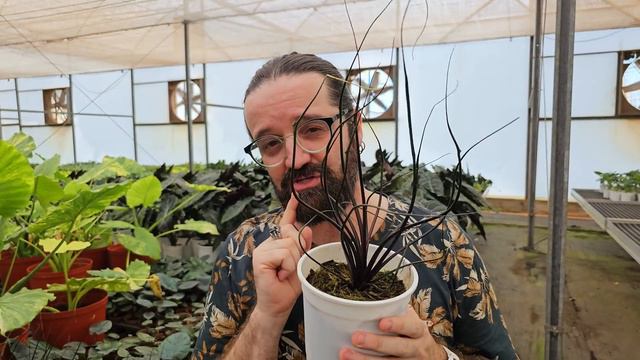 MARAVILHAS ESCONDIDAS - PLANTAS SURREAIS de um GRANDE PRODUTOR - jardim - alocasia смотреть онлайн