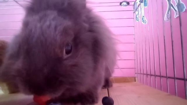 Кролик кушает клубнику | ASMR смотреть онлайн