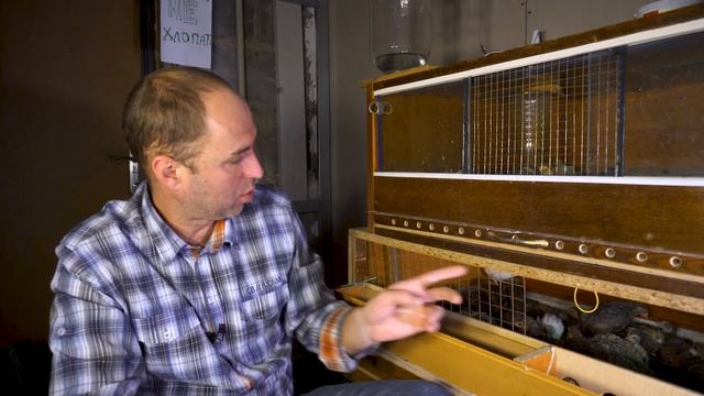 Брудер для цыплят своими руками. Мои ошибки. Размеры и обогрев. смотреть онлайн