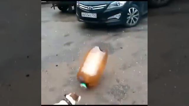 Bottle explodes when dog touches it смотреть онлайн