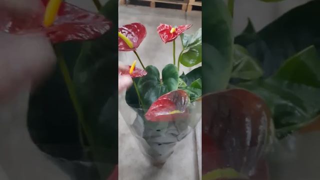 Антуриум Андрианум Арион в green-7.ru смотреть онлайн