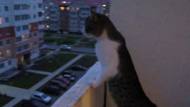 Котик скучает смотреть онлайн