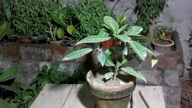 How To Sanchezia Nobilis Plant | Indoor Plants | Sanchezia Care | Top Tropical Plants (Urdu/hindi)