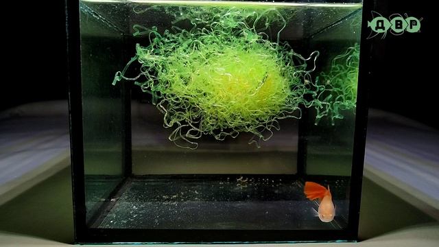 Моя самочка ГУППИ!. смотреть онлайн