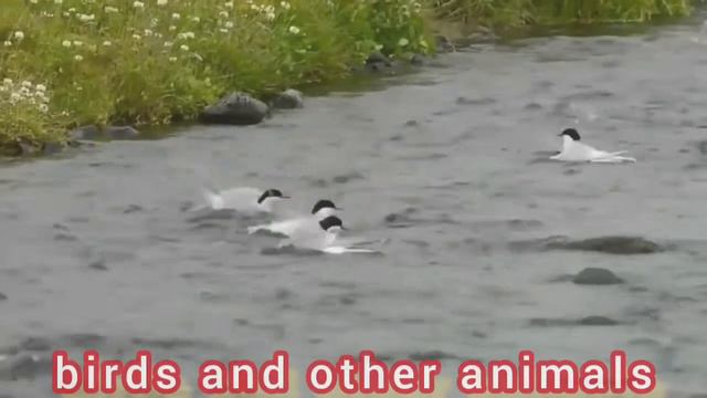 Puffin Bird