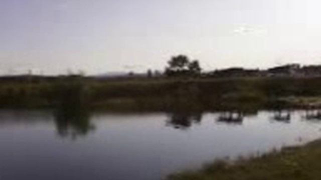 коровы идут | далеко далеко на лугу