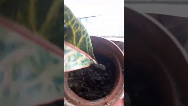 укоренение кротона часть2 смотреть онлайн
