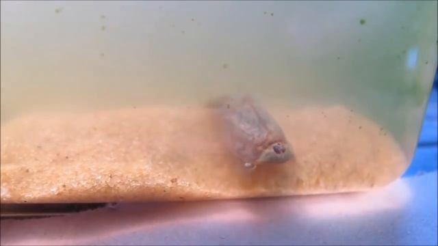 Щитни, живые ископаемые и интересные факты о них смотреть онлайн