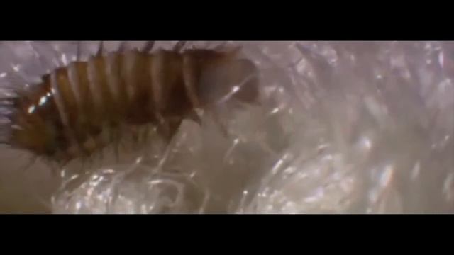 Мохнатый сосед по квартире / Жук-кожеед смотреть онлайн