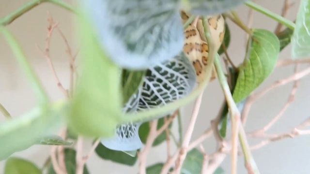 CARPET PYTHON BITE!!!! смотреть онлайн