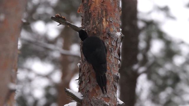 Желна (Dryocopus martius) ошкуривает сосну смотреть онлайн