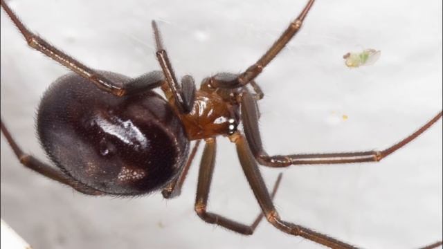 ! САМЫЕ ОПАСНЫЕ ПАУКИ РОССИИ ! СРОЧНО СМОТРИ ЧТОБЫ НЕ БЫТЬ УКУШЕННЫМ! смотреть онлайн