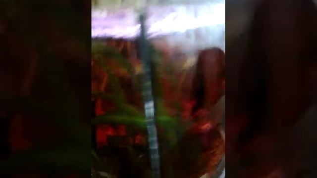 Мои улитки Ахатины!