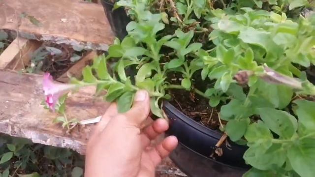 SECRETO PARA MADALING MABUHAY ANG PETUNIA CUTTING смотреть онлайн