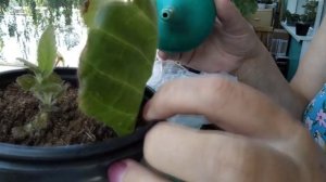 Быстрый рост и цветение глоксиний, мои секреты удобрения. Входящая обработка для глоксиний.