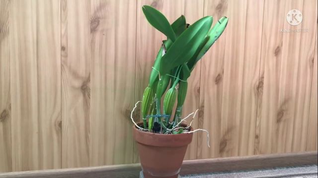 Эстафета "Три самые дорогие орхидеи моему сердцу" смотреть онлайн