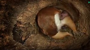 Белка, рожает