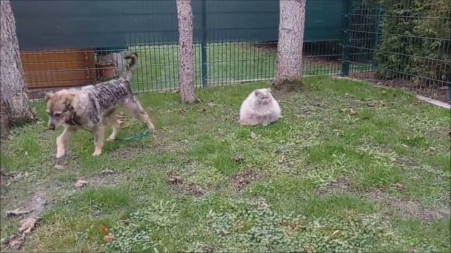 Mira 8 Monate alt, katzenverträglich смотреть онлайн