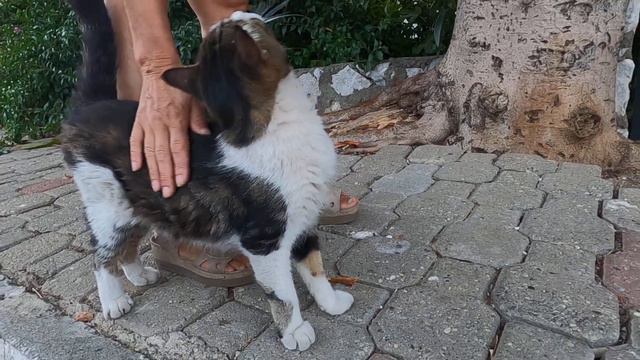Cat That Starts To Meow When She Sees The Food Is Very Hungry
