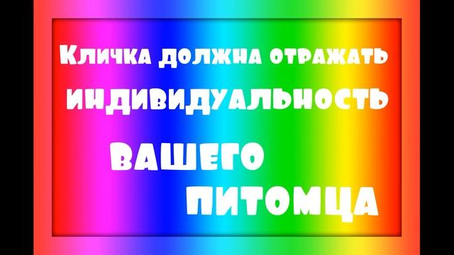 Как назвать хомяка Домашние хомяки Видео про хомяков КАНАЛ ПРО ЖИВОТНЫХ @HAMSTERSSHOW смотреть онлайн