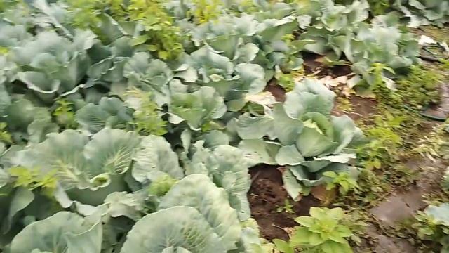 Капуста бронко ф1. Средняя капуста смотреть онлайн
