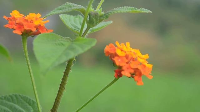 Nikon d5200 video footage Original | Village Life смотреть онлайн