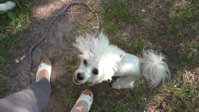 Моя утренняя ПРОГУЛКА С СОБАКАМИ / По жизни с собакой/ВЛОГ смотреть онлайн