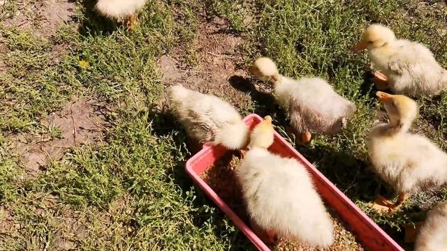 Приключения на Воде