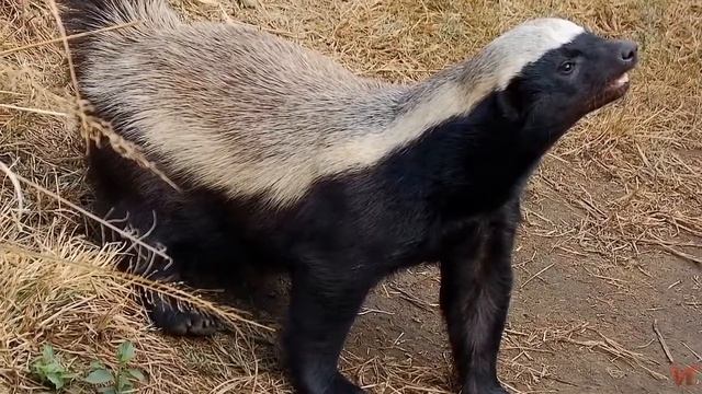 Медоед или ратель (лат.  Mellivora Capensis)