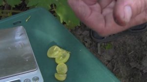 @Виноград Соломия. Новый виноград, вкусный кишмиш