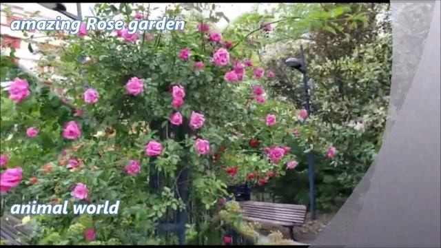 amazing Rose garden - Paris is full of Roses #Julia Rose смотреть онлайн
