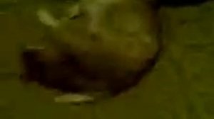 Бешенство у кошки