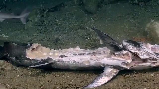 Крупный морской окунь групер проглатывает акулу смотреть онлайн