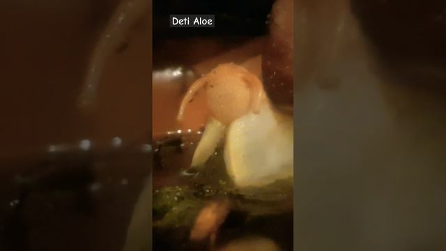 Как вам кажется, что улитка ест? #террариум #биология #улитки #snail смотреть онлайн