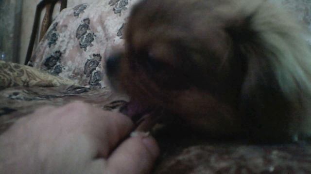 Cute Puppy Eat Chicken Bone / Bones Good Food For Puppies ? Можно ли давать собаке куриные кости ??